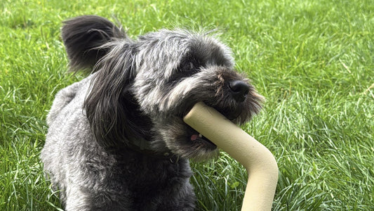 Hond met Speeltak van Pet Party