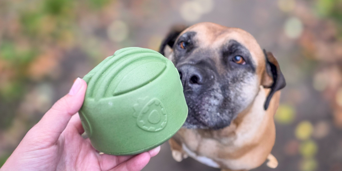 Hond met snack en snuffel bal hondenspeelgoed