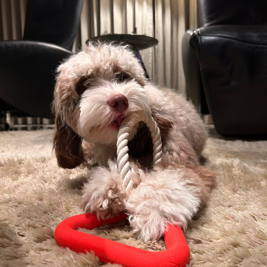 Hond speelt met bal van duurzaam materiaal in rustige omgeving