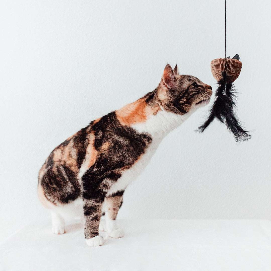 Interactief kattenspeelgoed in natuurlijke materialen met klim- en speelelementen