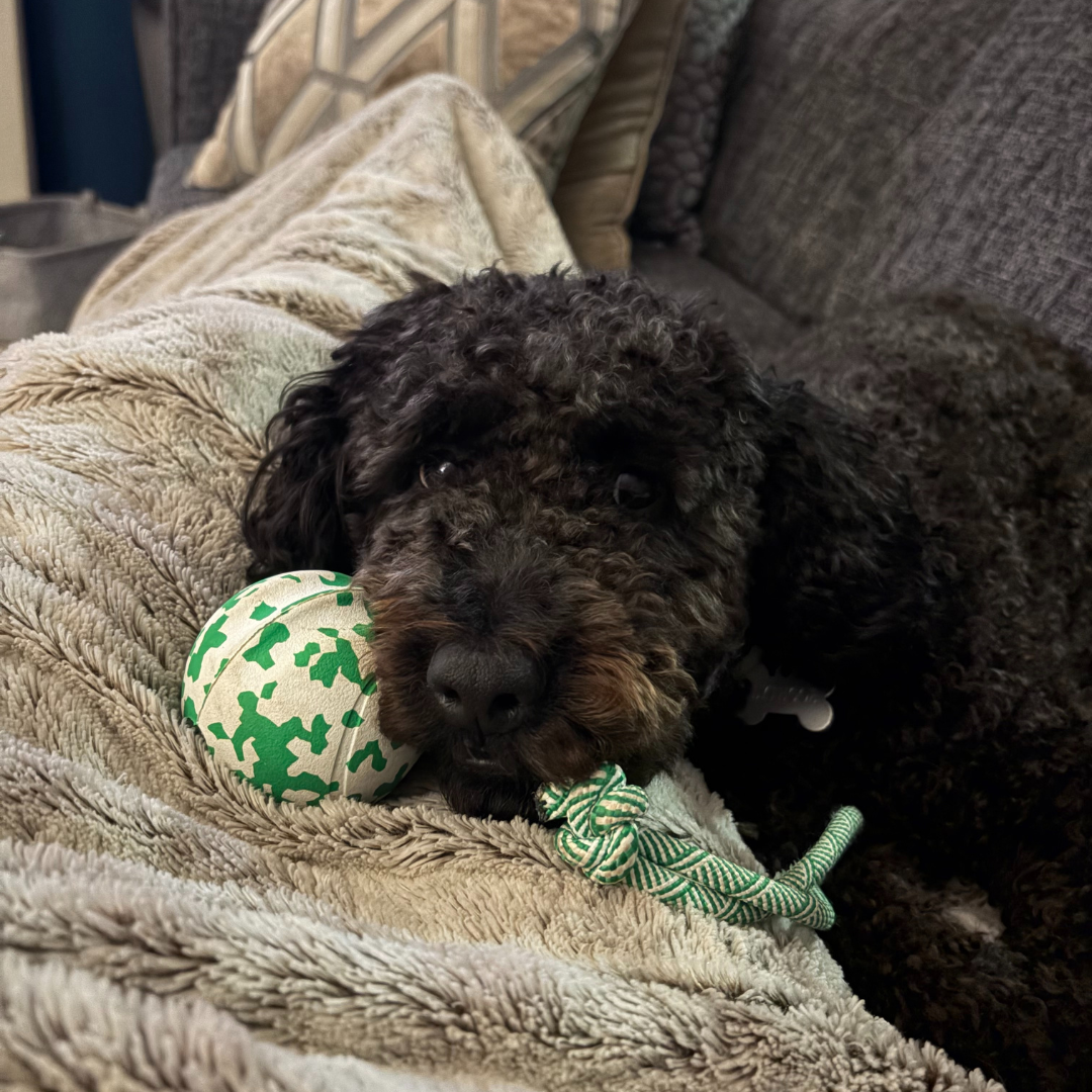 hond ligt op bank met bamboobal met touw in bek