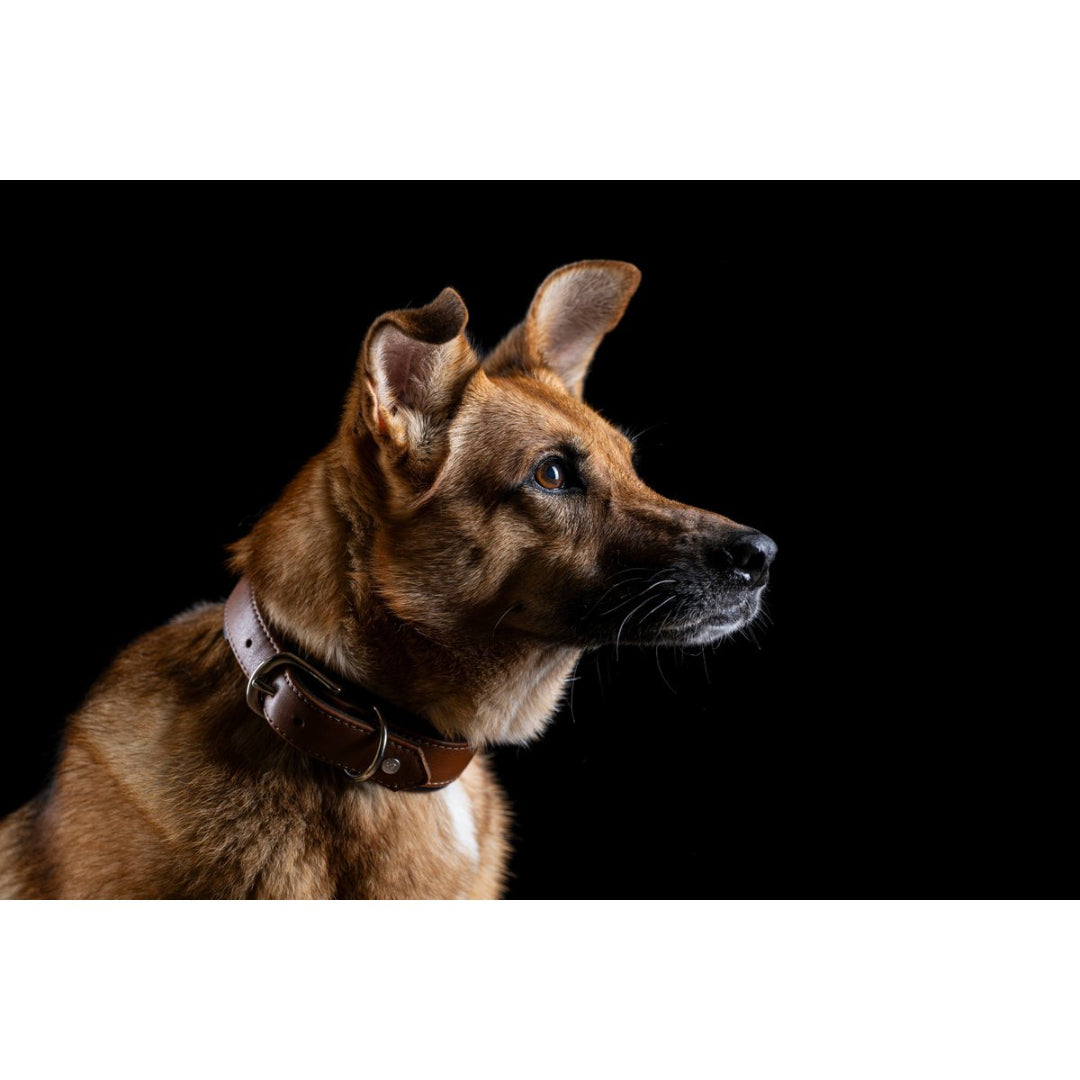 Cognackleurige_leren_hondenhalsband_AMICI_met_dubbele_D-ring_puppy