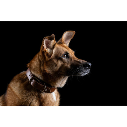 Cognackleurige_leren_hondenhalsband_AMICI_met_dubbele_D-ring_puppy