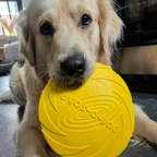 golden retriever met gele frisbee van natuurlijk rubber in bek