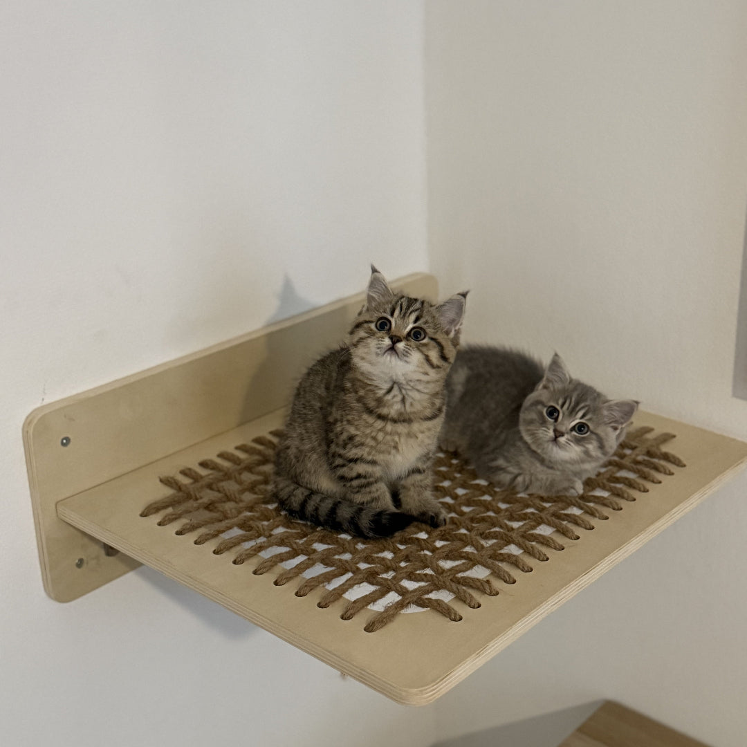Kittens voelen zich veilig in kattenhangmat van Pet Party