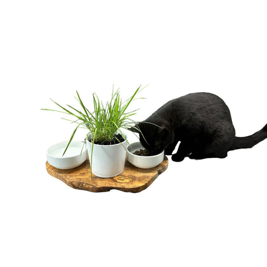 Katten voerstation RUSTY van olijfhout met porseleinen kommen en kattengraspot