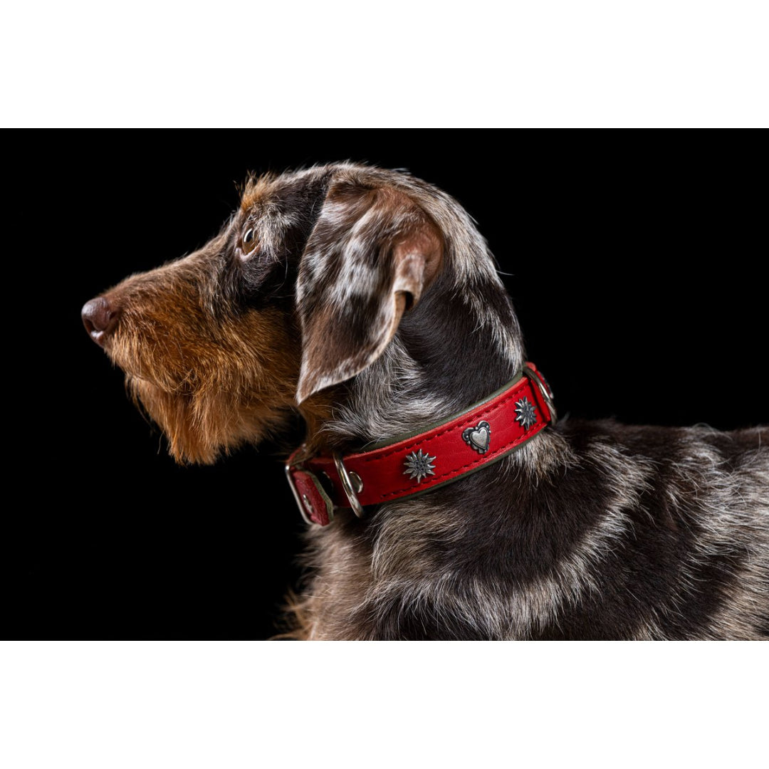 Luxe rode Edelweiss hondenhalsband van leer met Alpen-applicatie