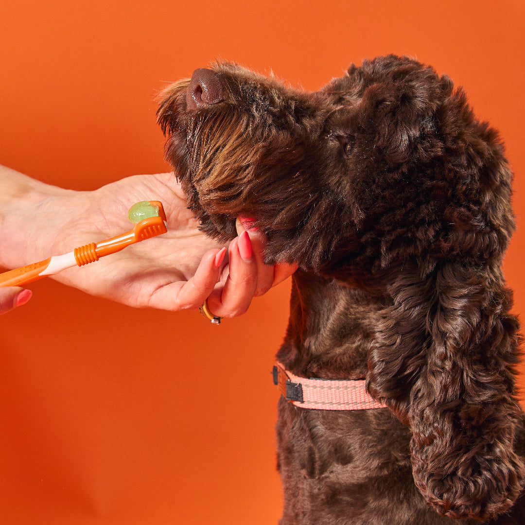  OurDogsLife dental kit voor honden – driekoppige borstel en tandpasta