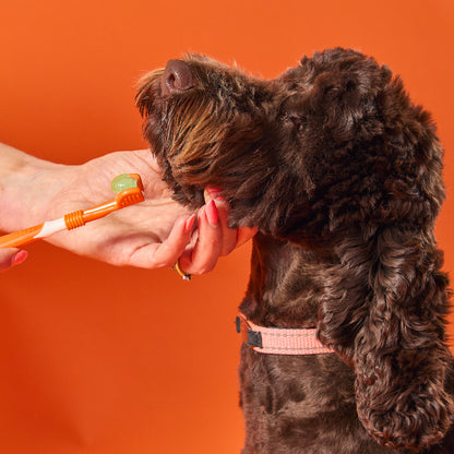  OurDogsLife dental kit voor honden – driekoppige borstel en tandpasta