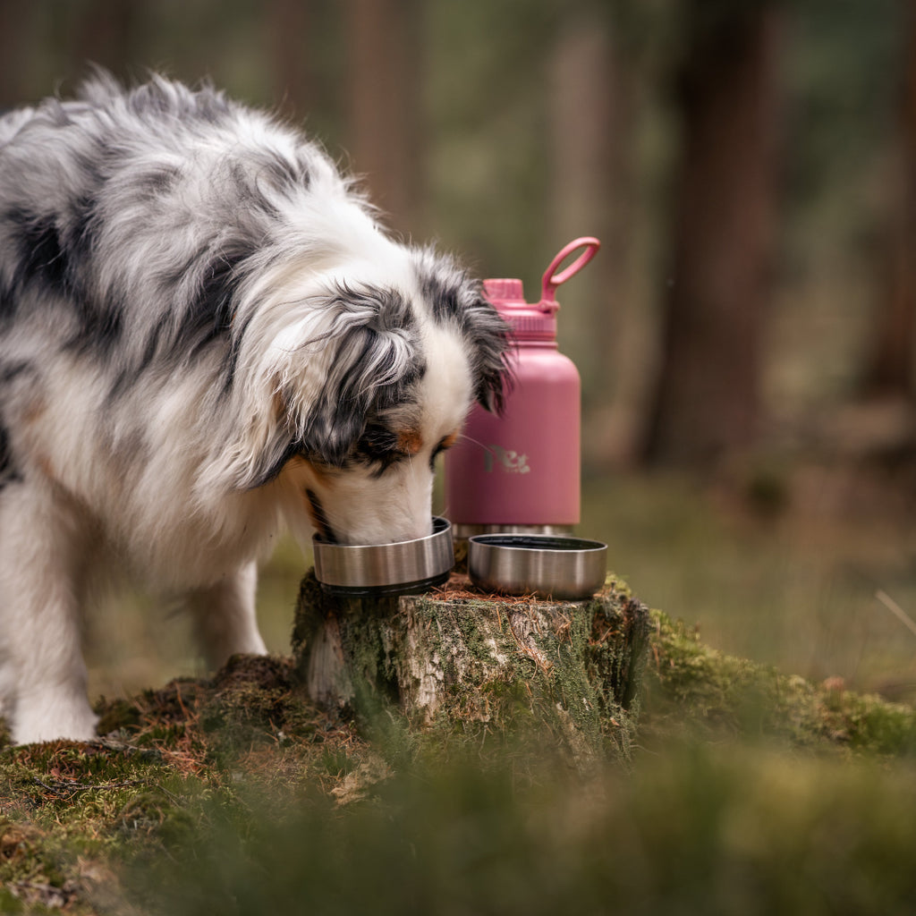 Roze_RVS_honden_drinkfles_3-in-1_met_voer-_en_waterbakjes_1000_ml_in_ivoorwit_rookroze_saliegroen_en_zandbruin_wit