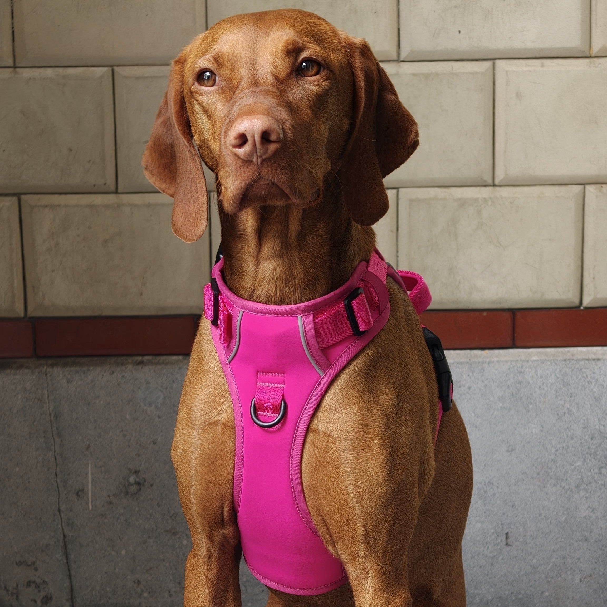 Pet Party Walk Set, blauwe uitvoering voor wandelplezier.