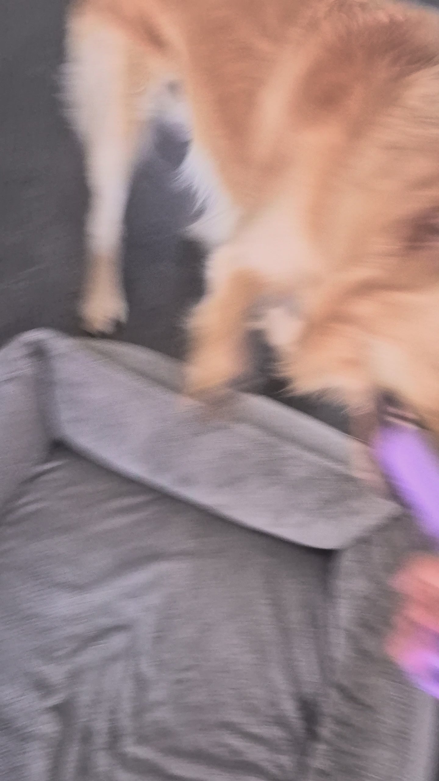 Hond speelt met speeltak Pet Party