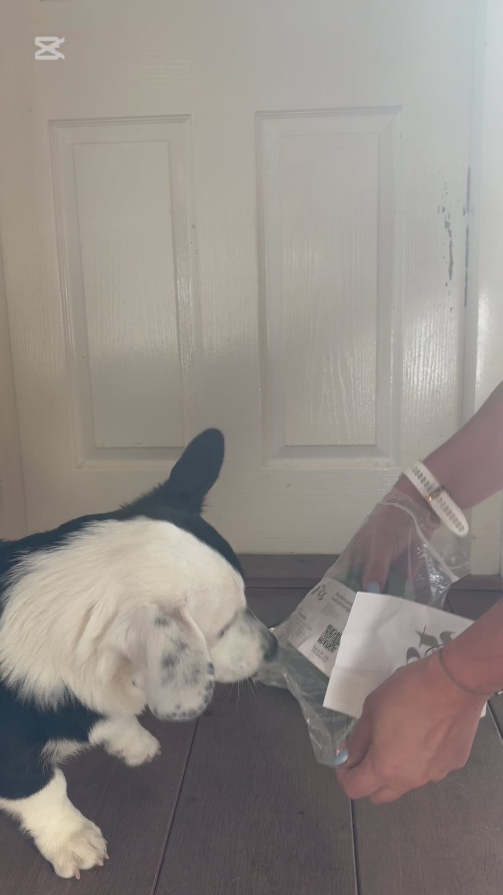 Snack & Snuffel bal Pet Party